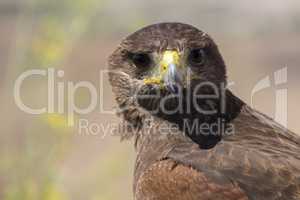 Golden eagle resting in the sun with open mouth