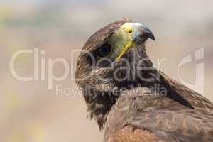 Golden eagle resting in the sun with open mouth