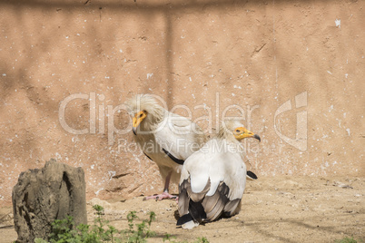 Neophron percnopterus, Egyptian vulture