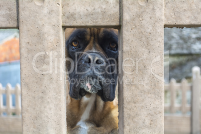 Boxer dog breed looking through the hole in a wall