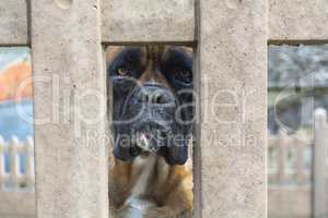 Boxer dog breed looking through the hole in a wall