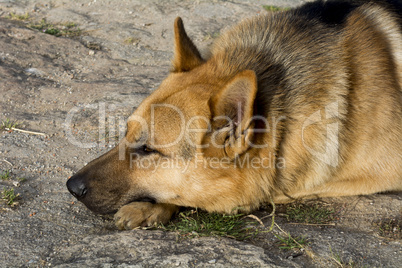 German Shepherd resting relaxed