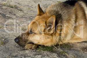 German Shepherd resting relaxed