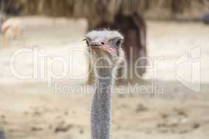 Struthio camelus head, Ostrich head