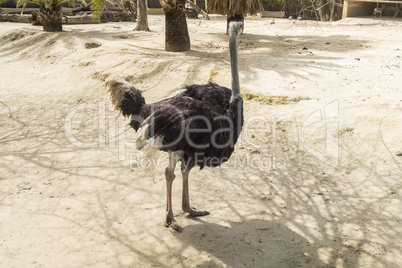 Struthio camelus, Ostrich