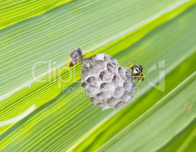 Wasp building a nest in a palm leaf