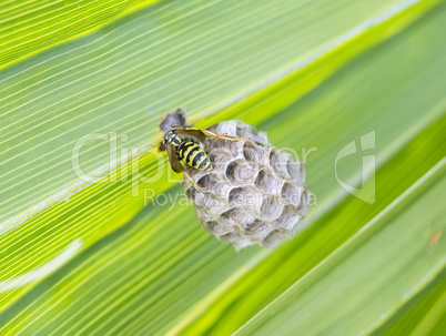 Wasp building a nest in a palm leaf