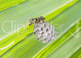 Wasp building a nest in a palm leaf