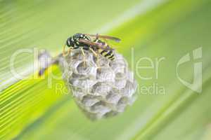 Wasp building a nest in a palm leaf