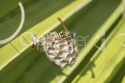 Wasp creating a nest  in a palm leaf