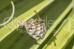 Wasp creating a nest  in a palm leaf