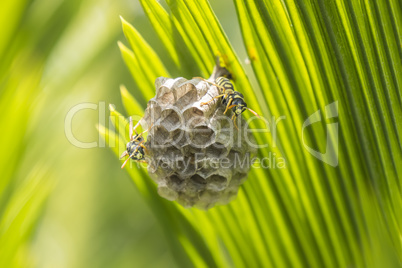 Wasps building a nest in a palm leaf