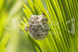 Wasps building a nest in a palm leaf