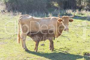 Calf sucking on her mother's udder