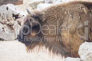 American Bison Buffalo side profile