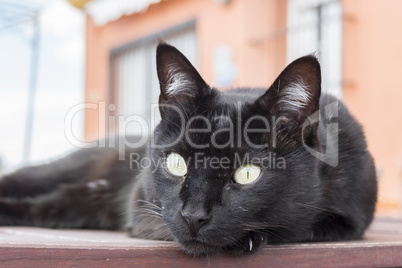 Black cat resting on a table