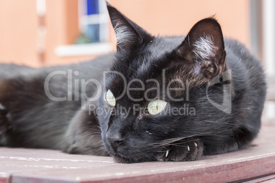 Black cat resting on a table
