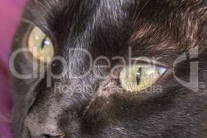 Black cat peering