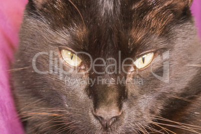Black cat peering