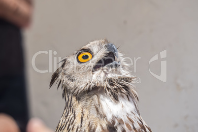 Eurasian Eagle-Owl with open beak, Bubo bubo