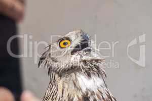 Eurasian Eagle-Owl with open beak, Bubo bubo