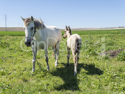 Mare with her foal in the field