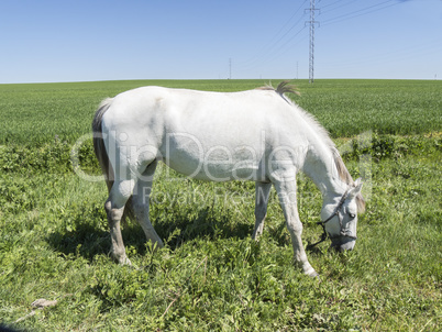 White horse in field in sunny day