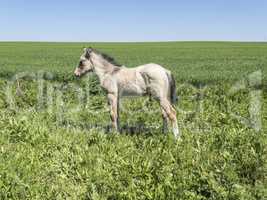 Free foal in the field