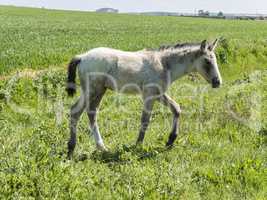 Free foal in the field