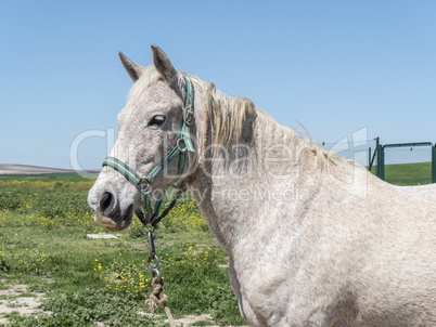 Grey horse in field