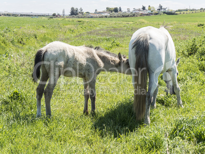 Mare with her foal in the field