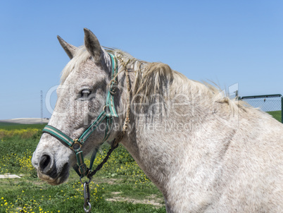 Grey horse in field