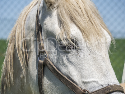 White horse in field