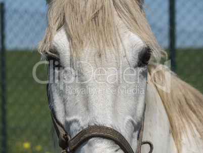 White horse in field
