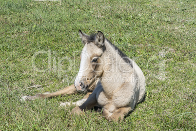 Free colt lying in the countryside