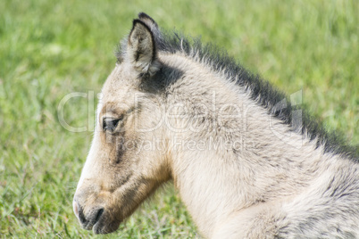 Head foal in freedom