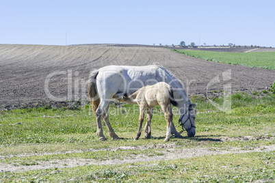 Foal suckling his mother grazing