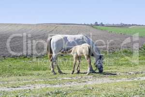 Foal suckling his mother grazing