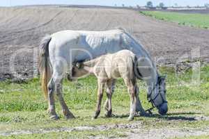 Foal with his mother grazing