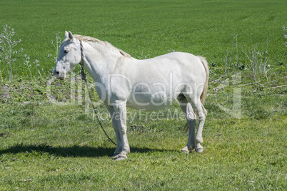 White horse in the countryside