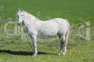 White horse in the countryside