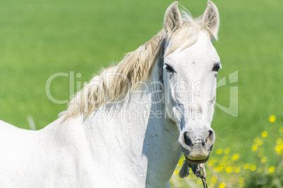 White horse in the countryside