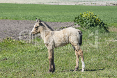 Free colt in the countryside