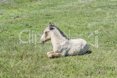 Free colt lying in the countryside