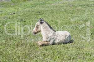 Free colt lying in the countryside