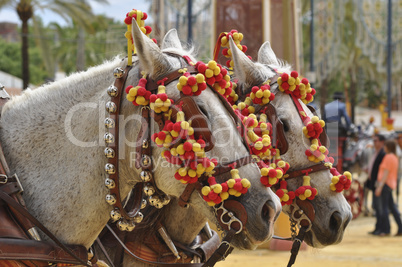 Horses decked in fair, Jerez de la Frontera
