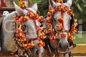 Horses decked in fair