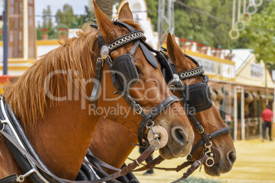 Horses decked in fair