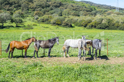 Herd of horses in a meadow