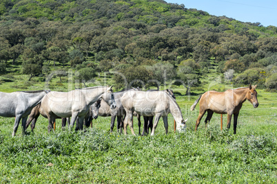 Herd of horses in a meadow